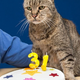 Illustration for article titled have an old cat?